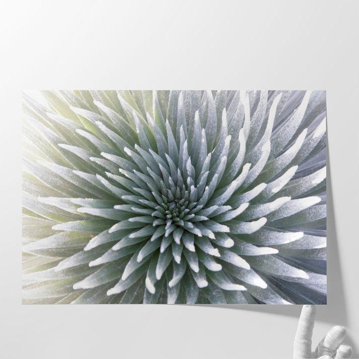 Silversword Endemic Exotic Tropical Plant - Canvas Print Wall Art