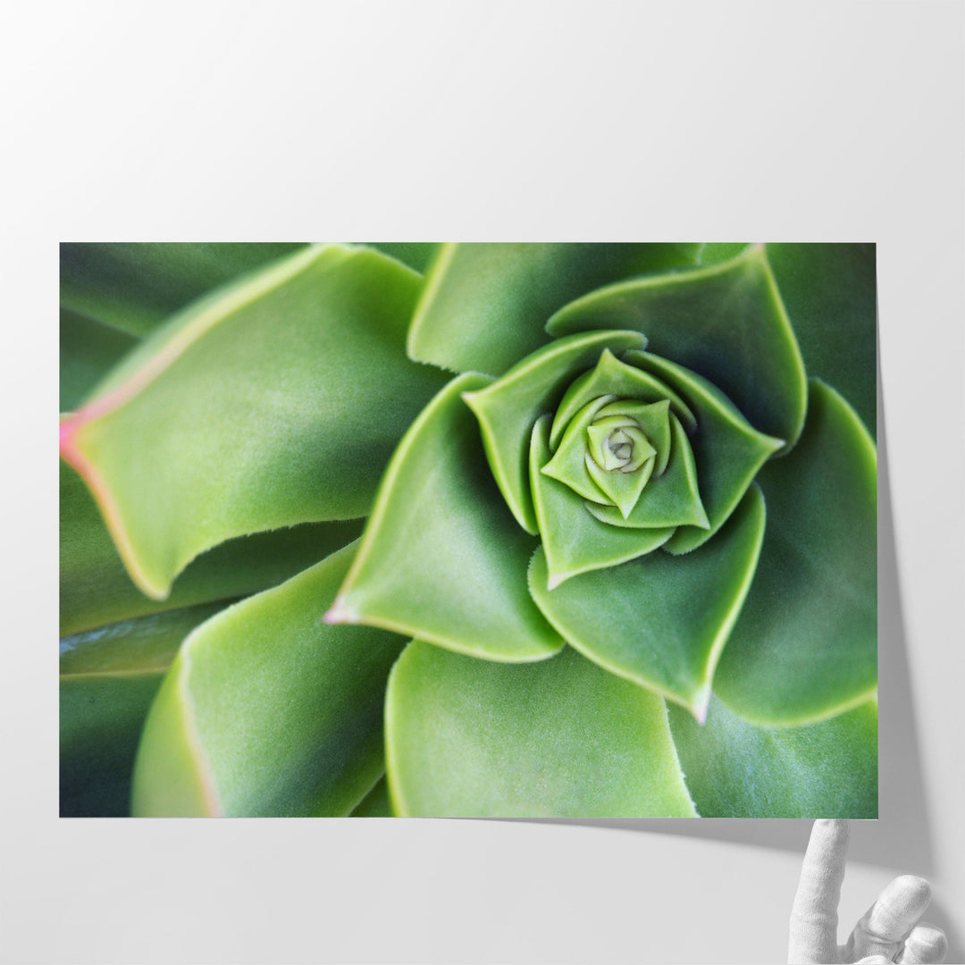 Succulent Echeveria Plant Close Up - Canvas Print Wall Art