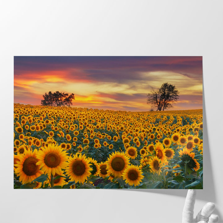 Sunflower Field in Full Bloom At Sunset - Canvas Print Wall Art