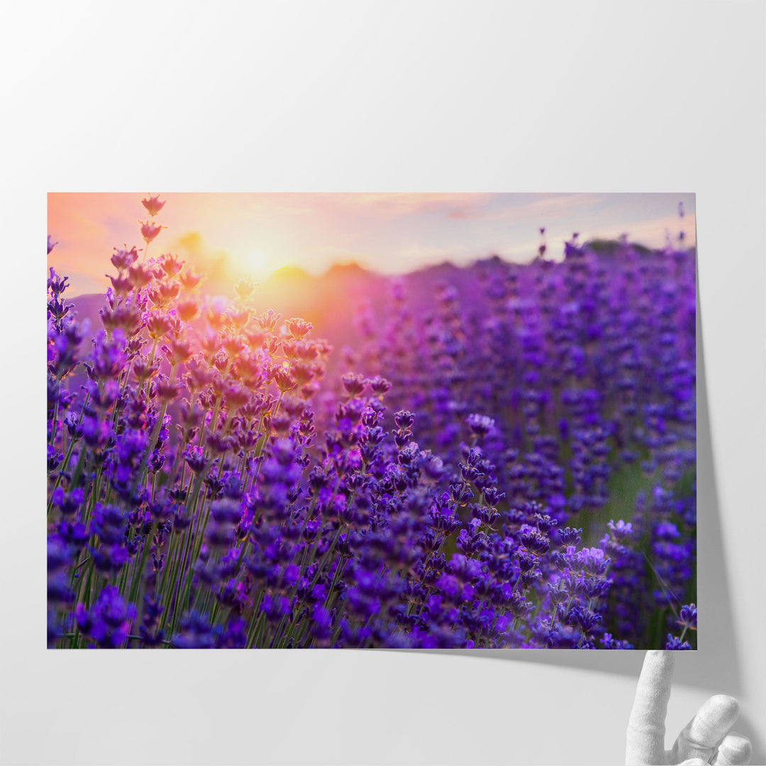 Sunset Over Lavender Field - Canvas Print Wall Art