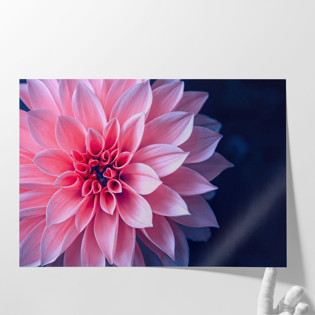 Vibrant Pink Dahlia On Dark Background - Canvas Print Wall Art