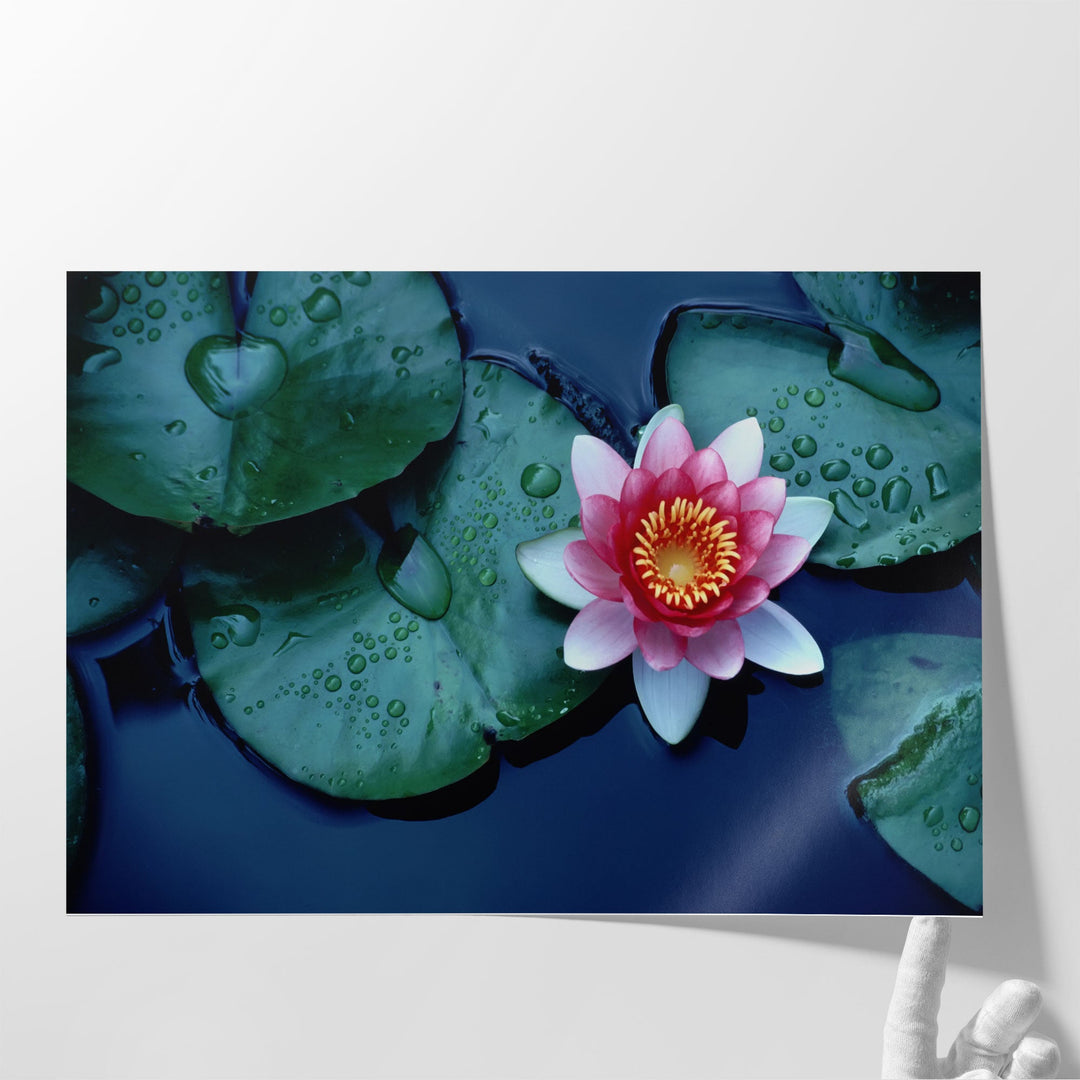 Waterlily or Lotus Flower at Bloom - Canvas Print Wall Art