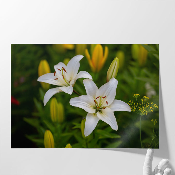 White Lilies Macro Shot - Canvas Print Wall Art