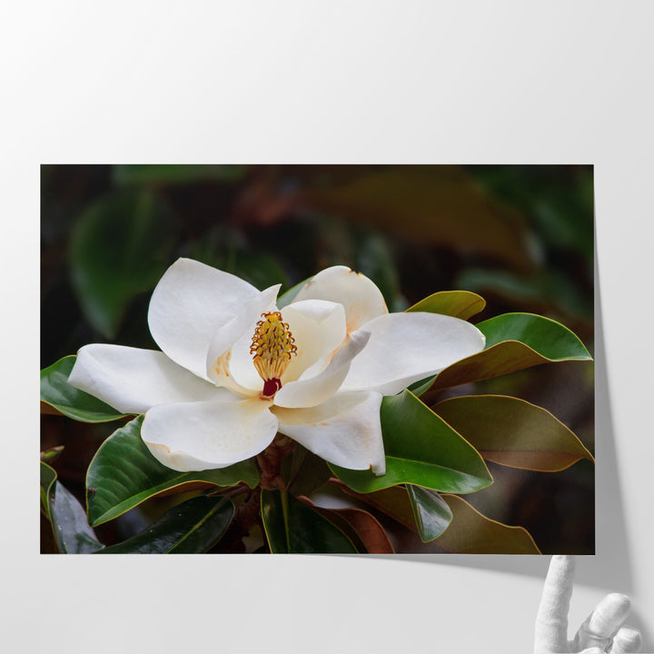 White Magnolia Flower Blossom With Glossy Green Leaves - Canvas Print Wall Art