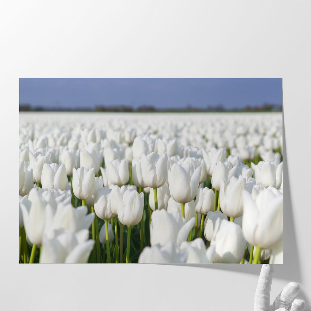 White Tulips Field - Canvas Print Wall Art