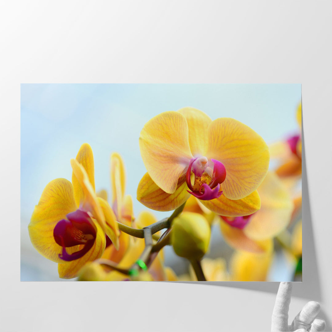 Yellow Orchids - Canvas Print Wall Art