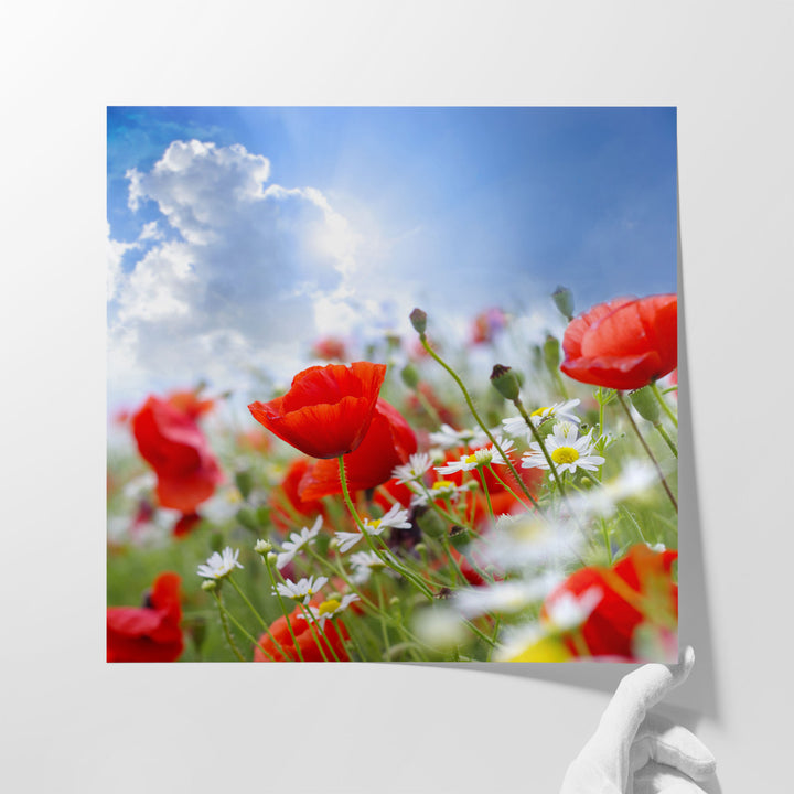 Poppy Flowers and The Sky - Canvas Print Wall Art