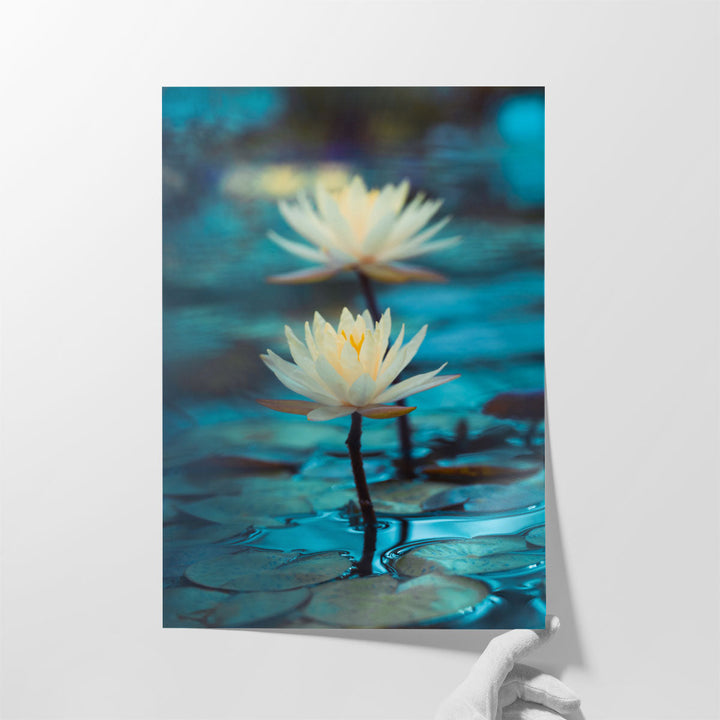 Bright White Water Lily or Lotus Close Up on Blue Background - Canvas Print Wall Art