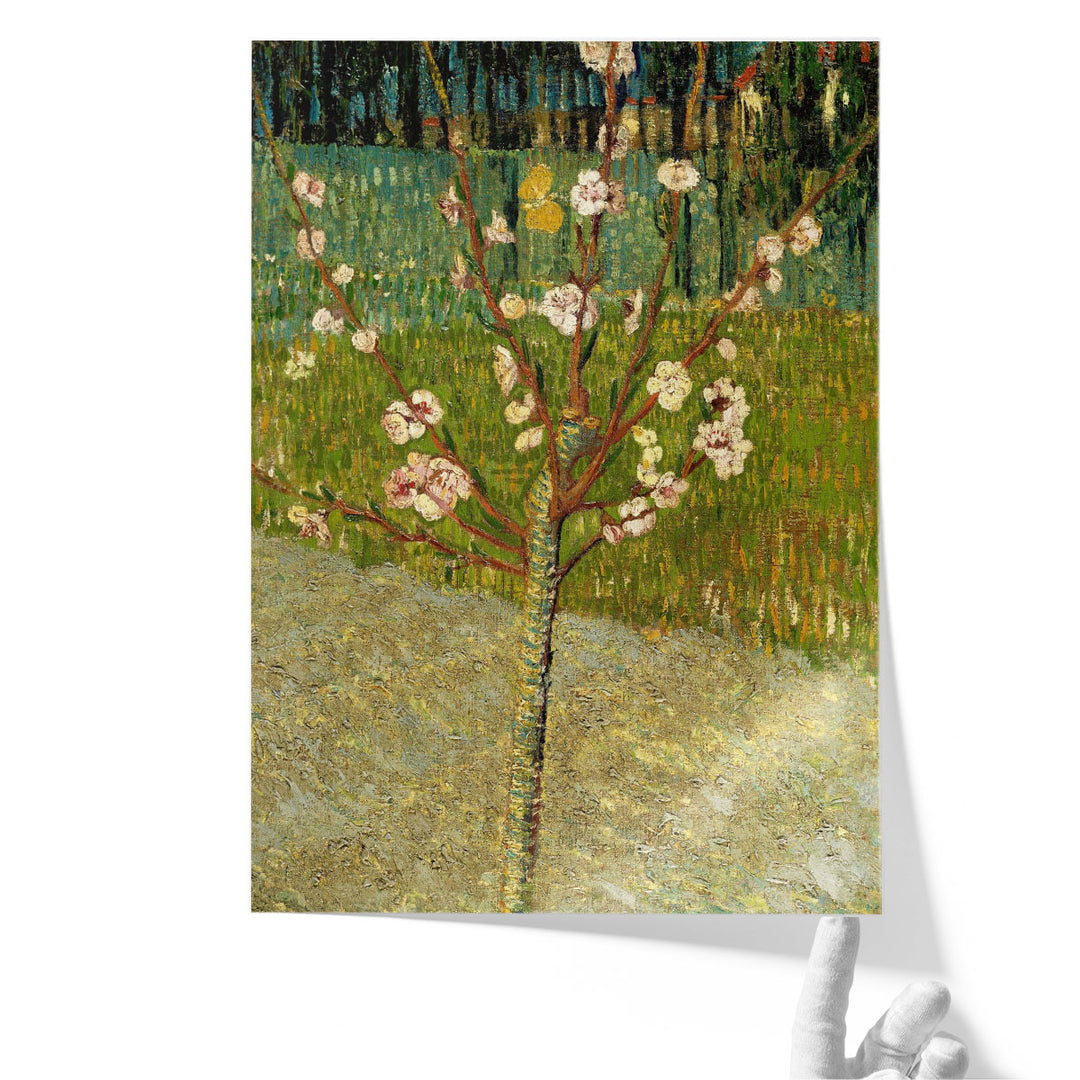 Almond Tree in Blossom - Canvas Print Wall Art