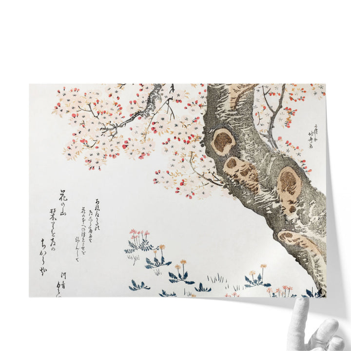 Cherry Tree - Canvas Print Wall Art