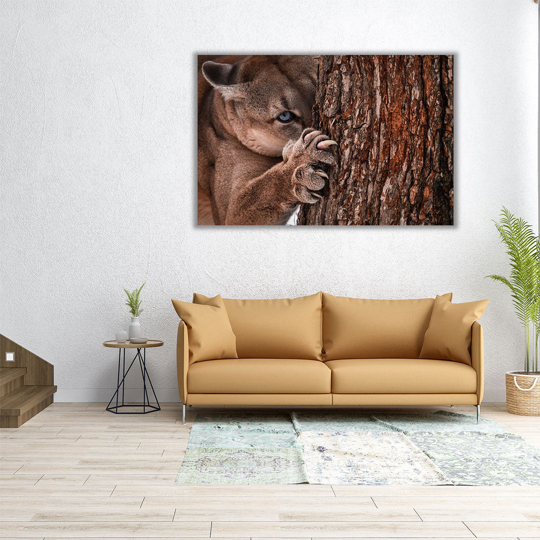 Canadian Cougar Preparing for a Hunt - Canvas Print Wall Art