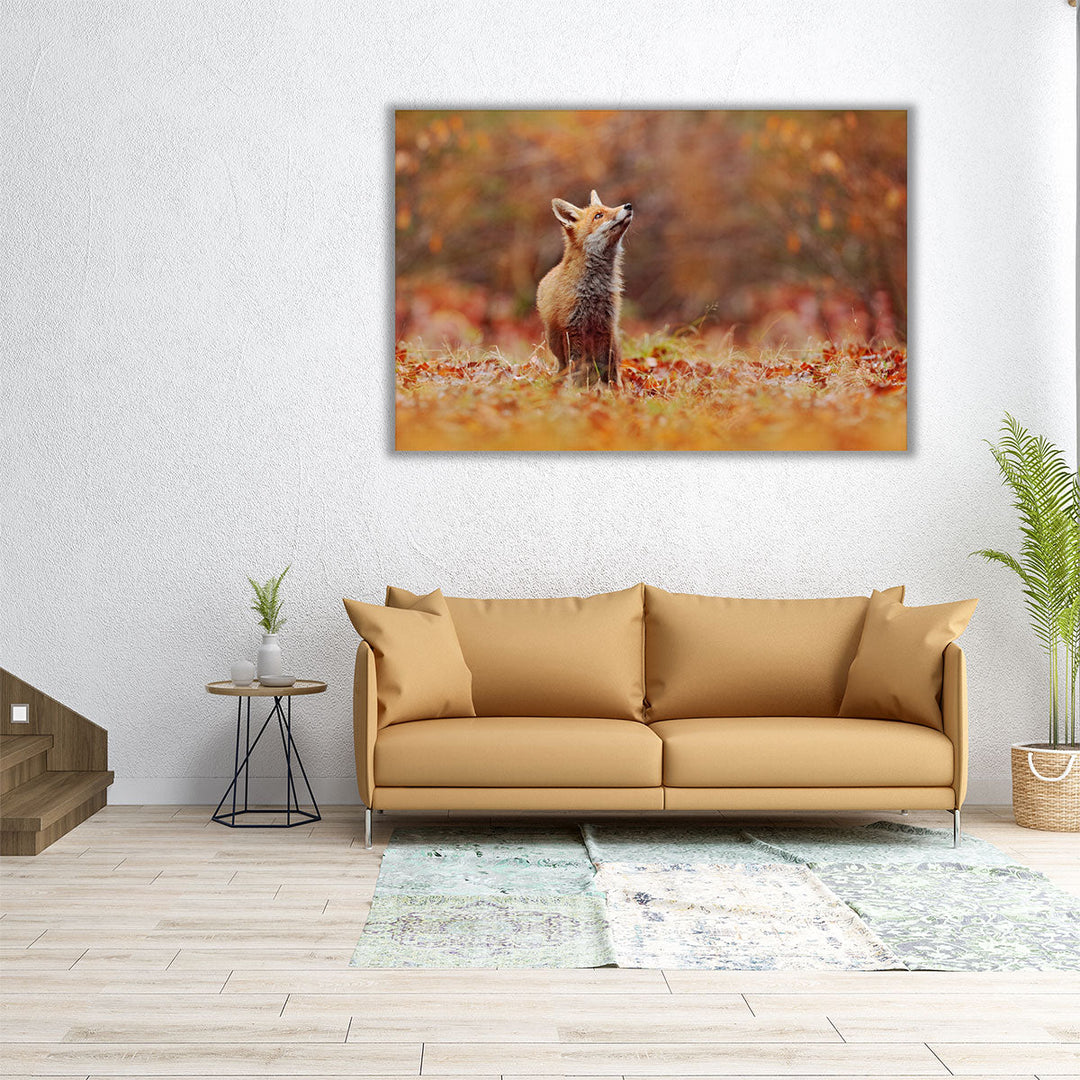 Cute Red Fox in Fall Forest - Canvas Print Wall Art