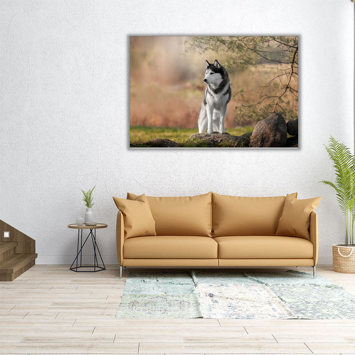 Beautiful Siberian Husky in Nature - Canvas Print Wall Art