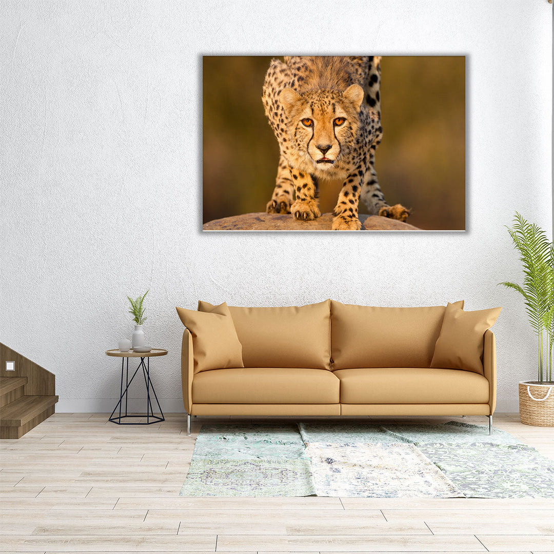 Cheetah Crouching on a Rock - Canvas Print Wall Art