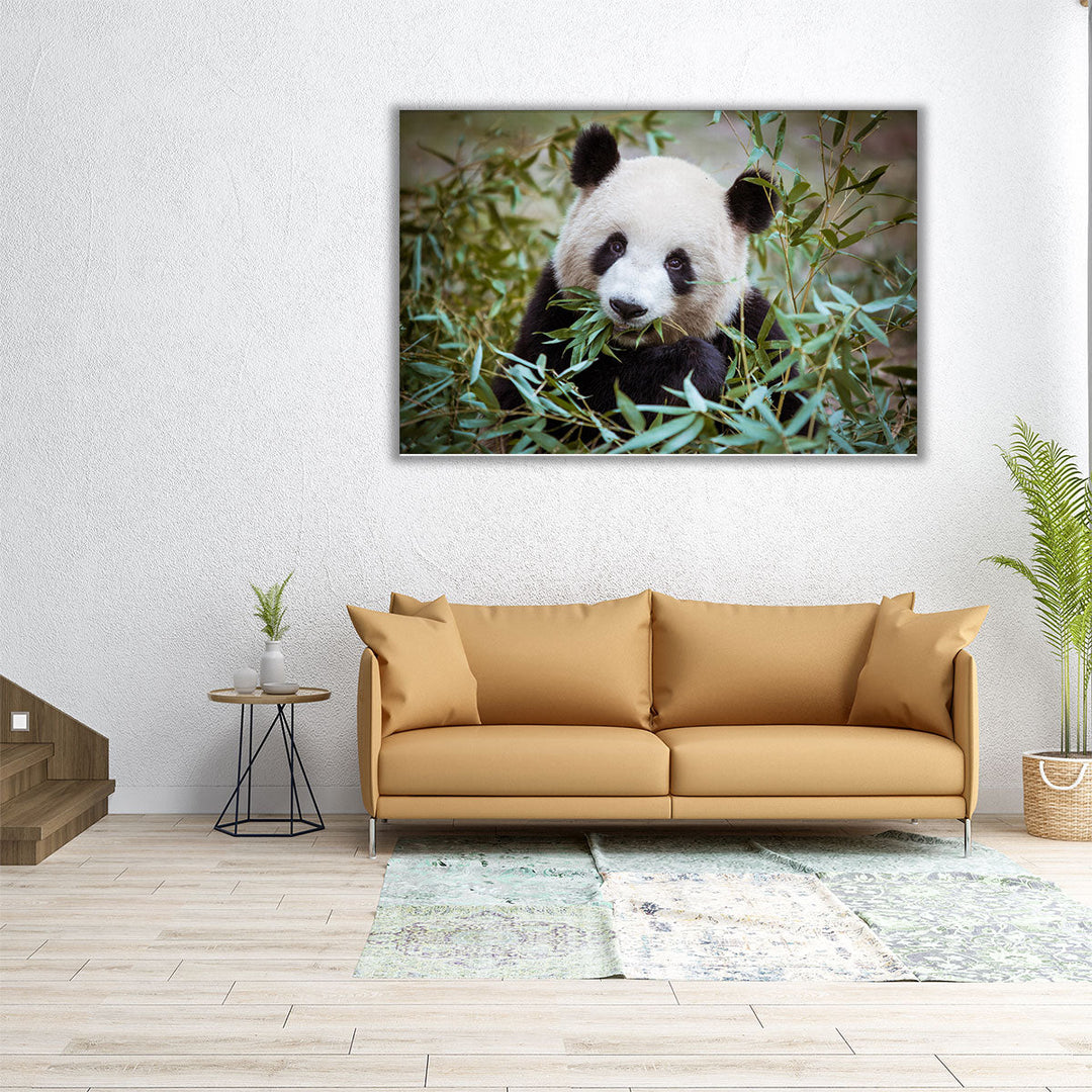 Giant Panda During His Lunch - Canvas Print Wall Art