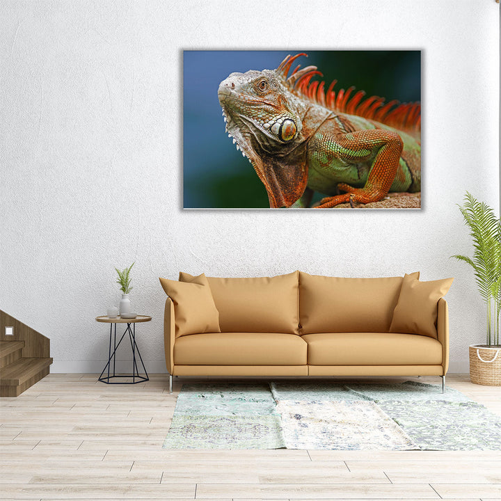 Red Crested Iguana - Canvas Print Wall Art