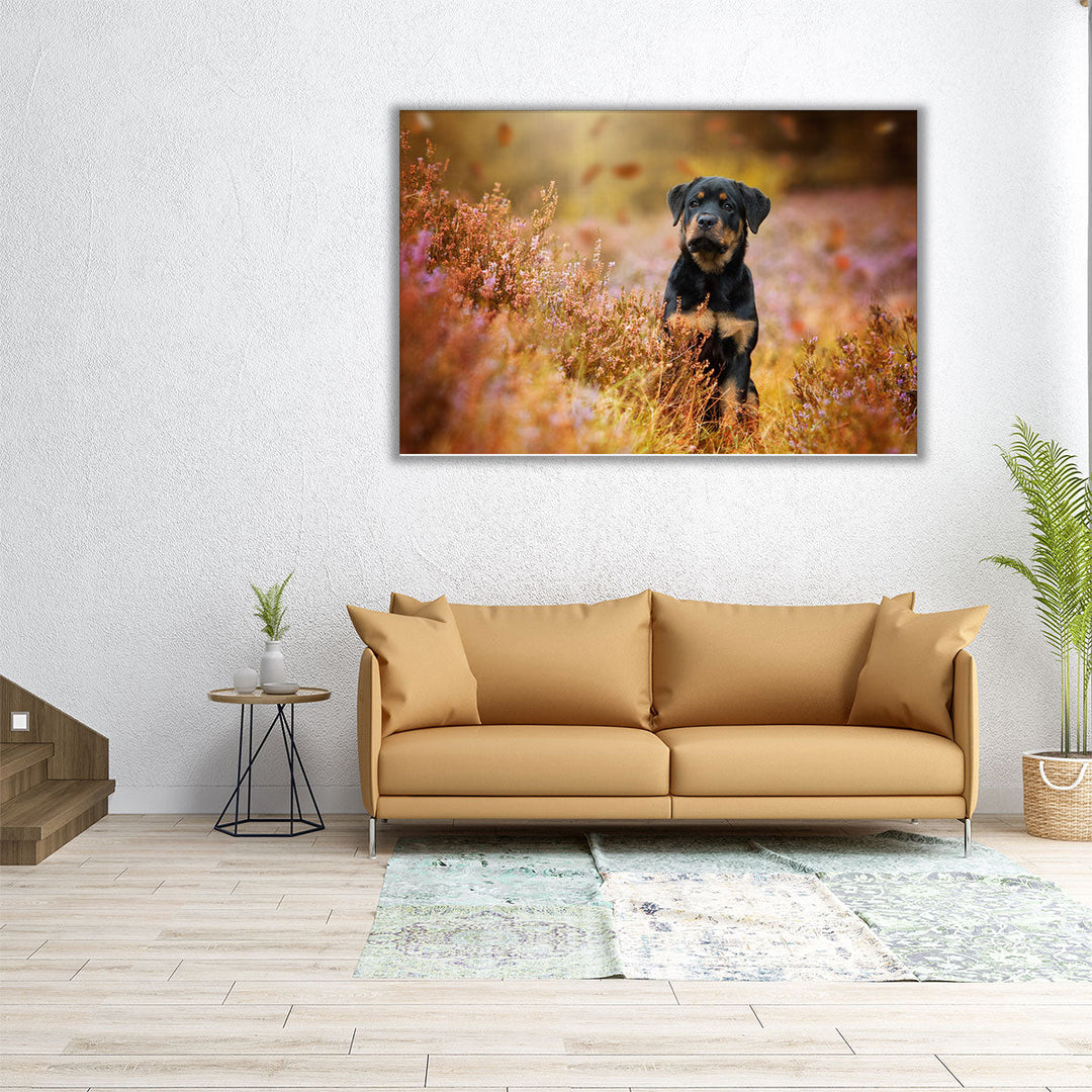 Rottweiler Puppy in Nature - Canvas Print Wall Art