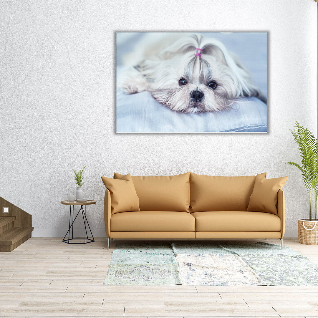 Shih Tzu Dog Lying on Bed - Canvas Print Wall Art