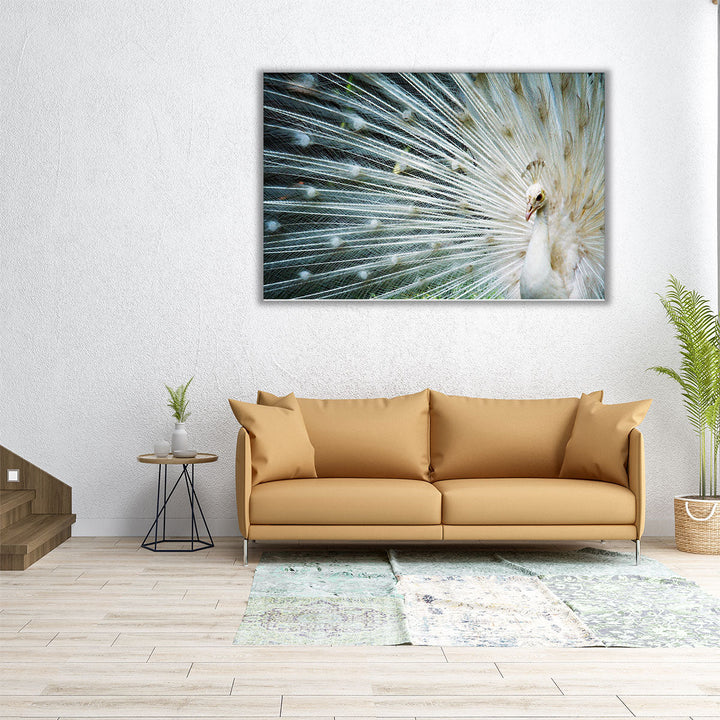 White Peacock - Canvas Print Wall Art