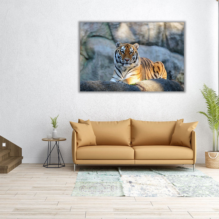 A Tiger During Sunny Day - Canvas Print Wall Art