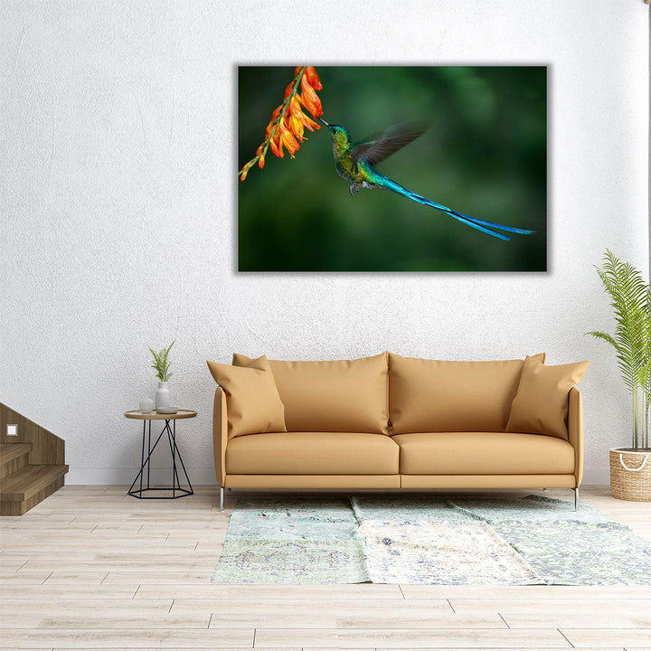 Hummingbird with Long Blue Tail Feeding - Canvas Print Wall Art