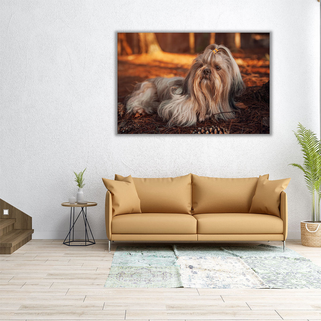 Shih Tzu Dog Resting in Forest at Sunset - Canvas Print Wall Art