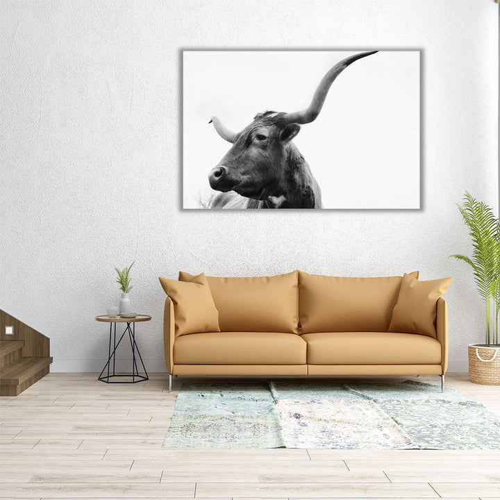 Texas Longhorn Cow Close Up on White Background - Canvas Print Wall Art