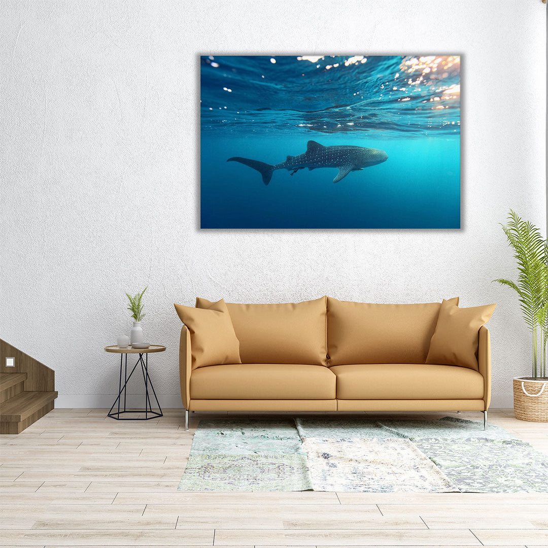 Whale Shark Swimming Near the Water Surface - Canvas Print Wall Art