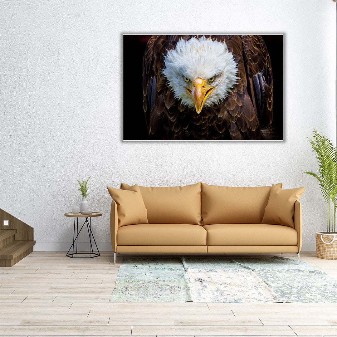 An Angry American Eagle on Black Background - Canvas Print Wall Art