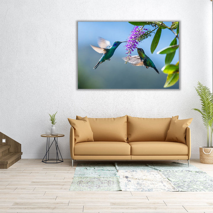 Green Hermit a Rare Hummingbird - Canvas Print Wall Art