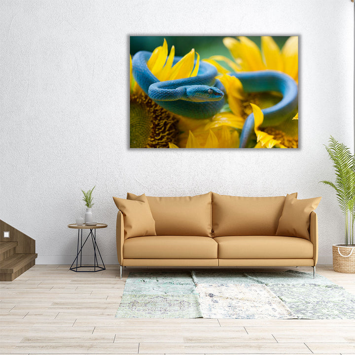 Blue Viper Snake On Sunflower - Canvas Print Wall Art