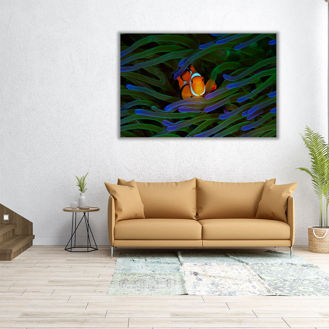 A Cute Orange Clownfish Isolated - Canvas Print Wall Art