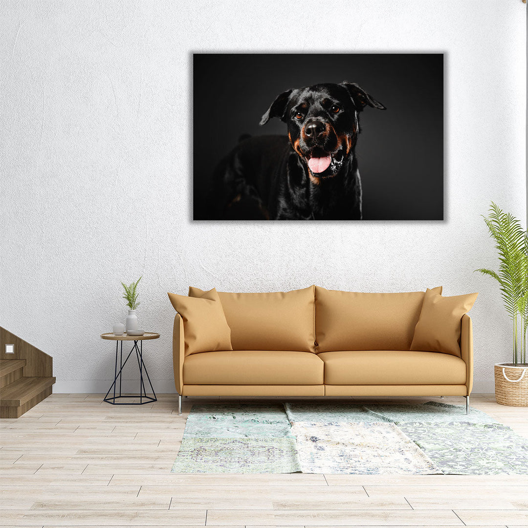 Rottweiler Dog on a Black Background - Canvas Print Wall Art