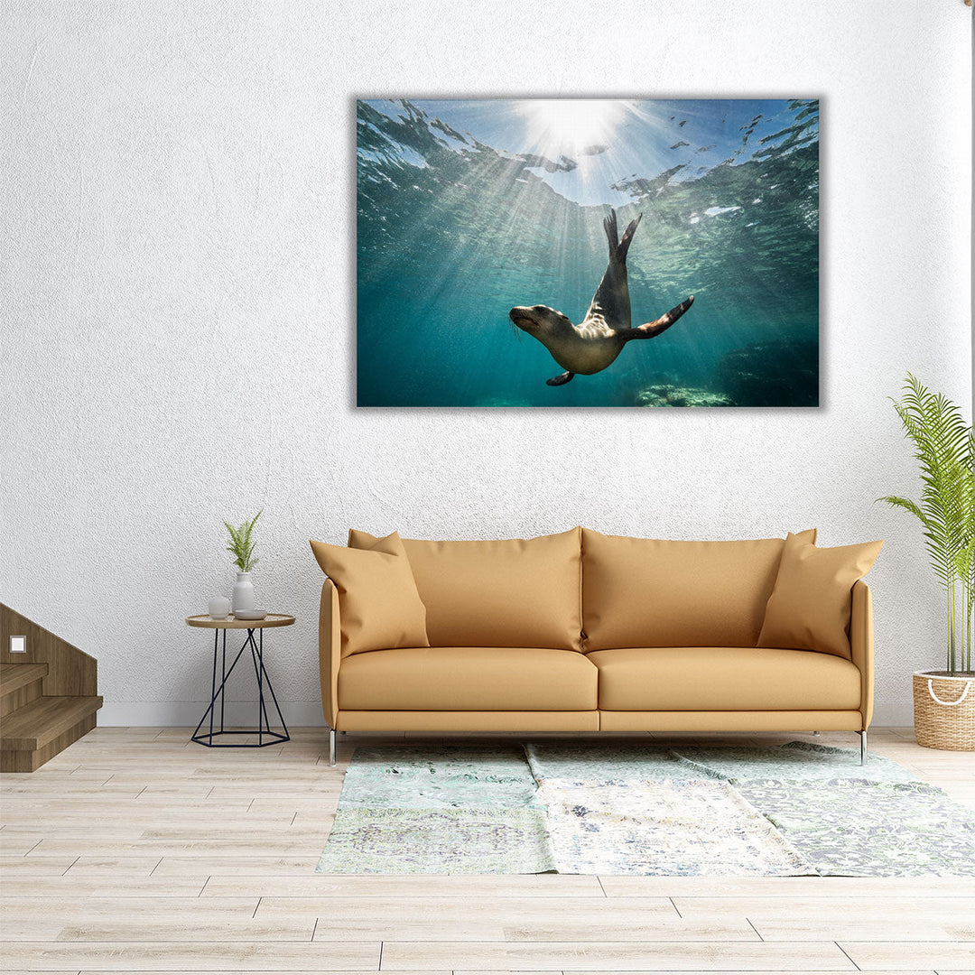 California Sea Lion Seal Enjoying The Sun Rays - Canvas Print Wall Art