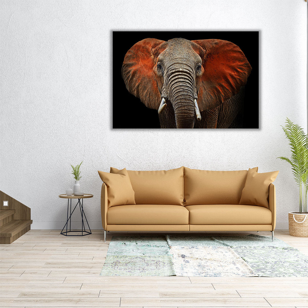 An African Elephant With Black Background - Canvas Print Wall Art