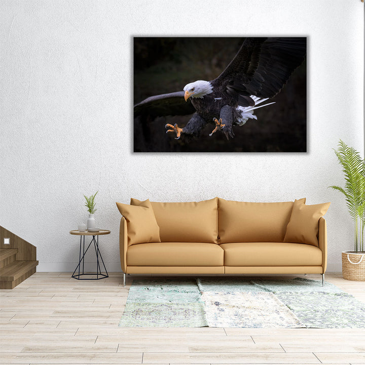 An Eagle Setting for Landing - Canvas Print Wall Art