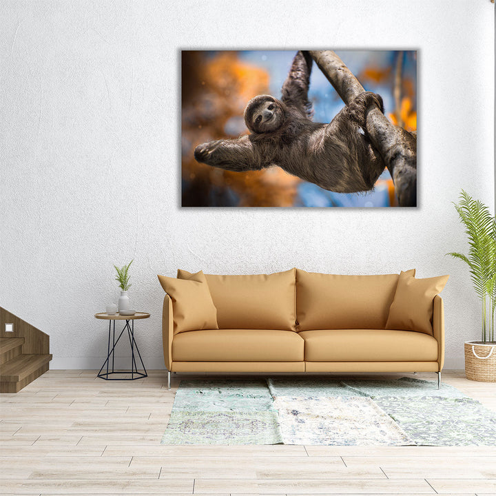 A Happy Sloth in Costa Rica - Canvas Print Wall Art