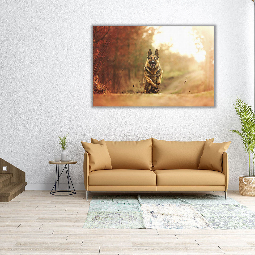 Young German Shepherd Dog Running in Sunset Nature - Canvas Print Wall Art