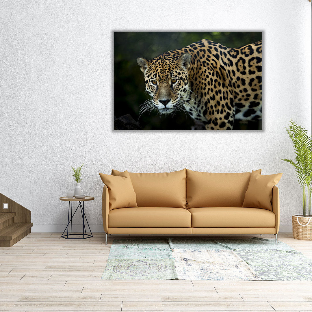 An Isolated Leopard's Closeup - Canvas Print Wall Art