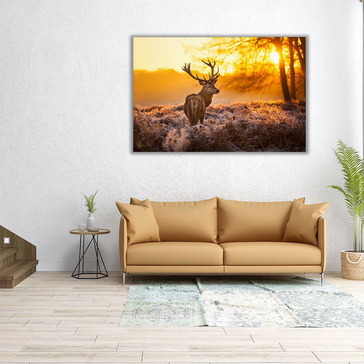 Red Deer Stag in Forest During Sunrise - Canvas Print Wall Art