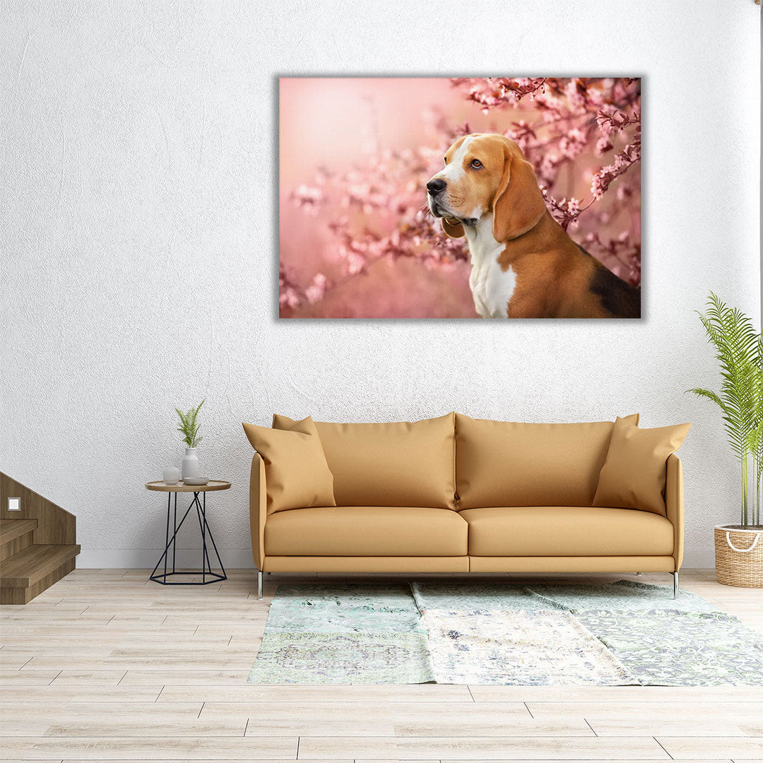 Beagle Dog Portrait in Spring Sakura Cherry Blossom Tree - Canvas Print Wall Art