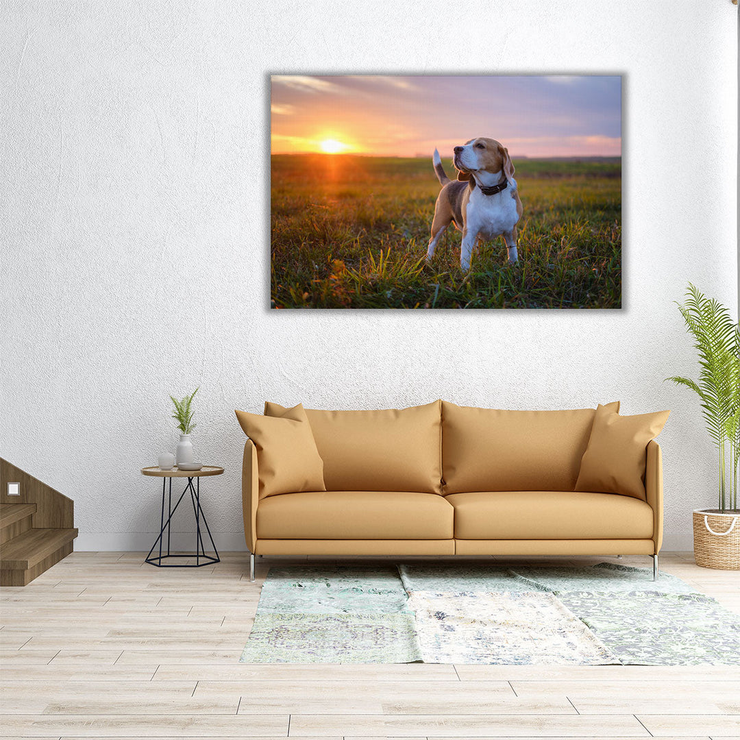 Beagle on a Walk During Sunset - Canvas Print Wall Art