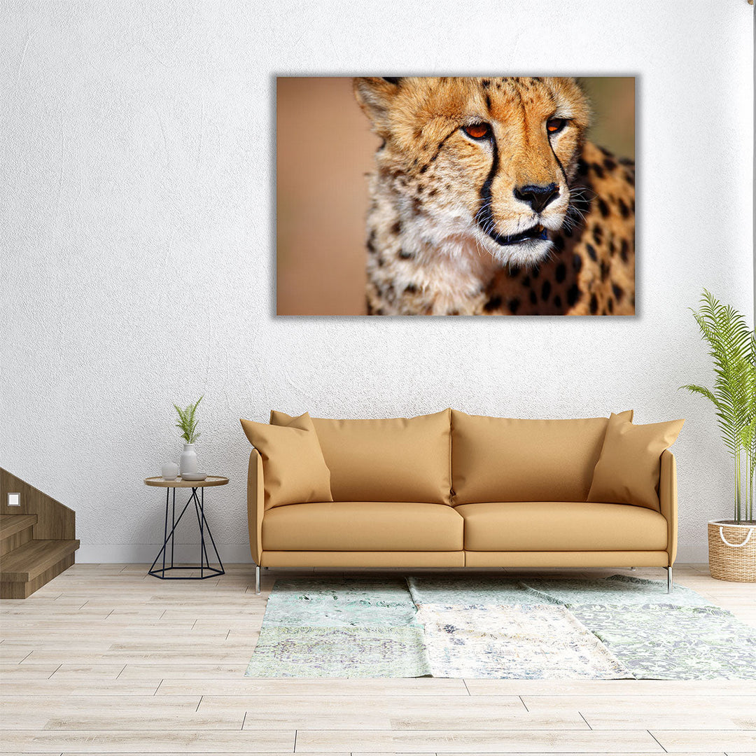 Cheetah Close-up in Kalahari Desert, South Africa - Canvas Print Wall Art