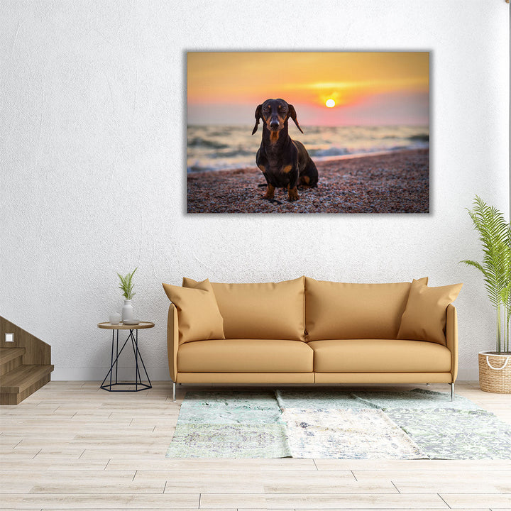 Dachshund on the Beach During Sunset - Canvas Print Wall Art