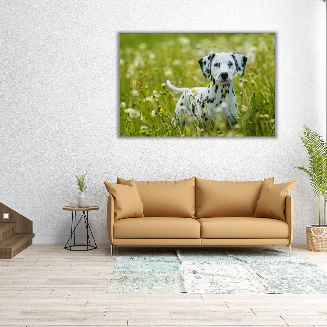 Dalmatian Puppy Standing in a Dandelion Meadow - Canvas Print Wall Art