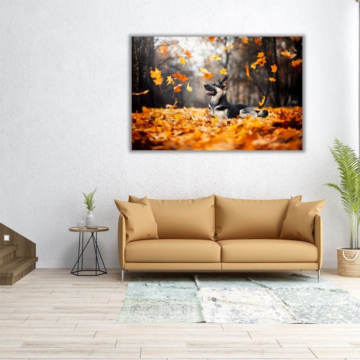 East European Shepherd, Falling Leaves in Autumn - Canvas Print Wall Art