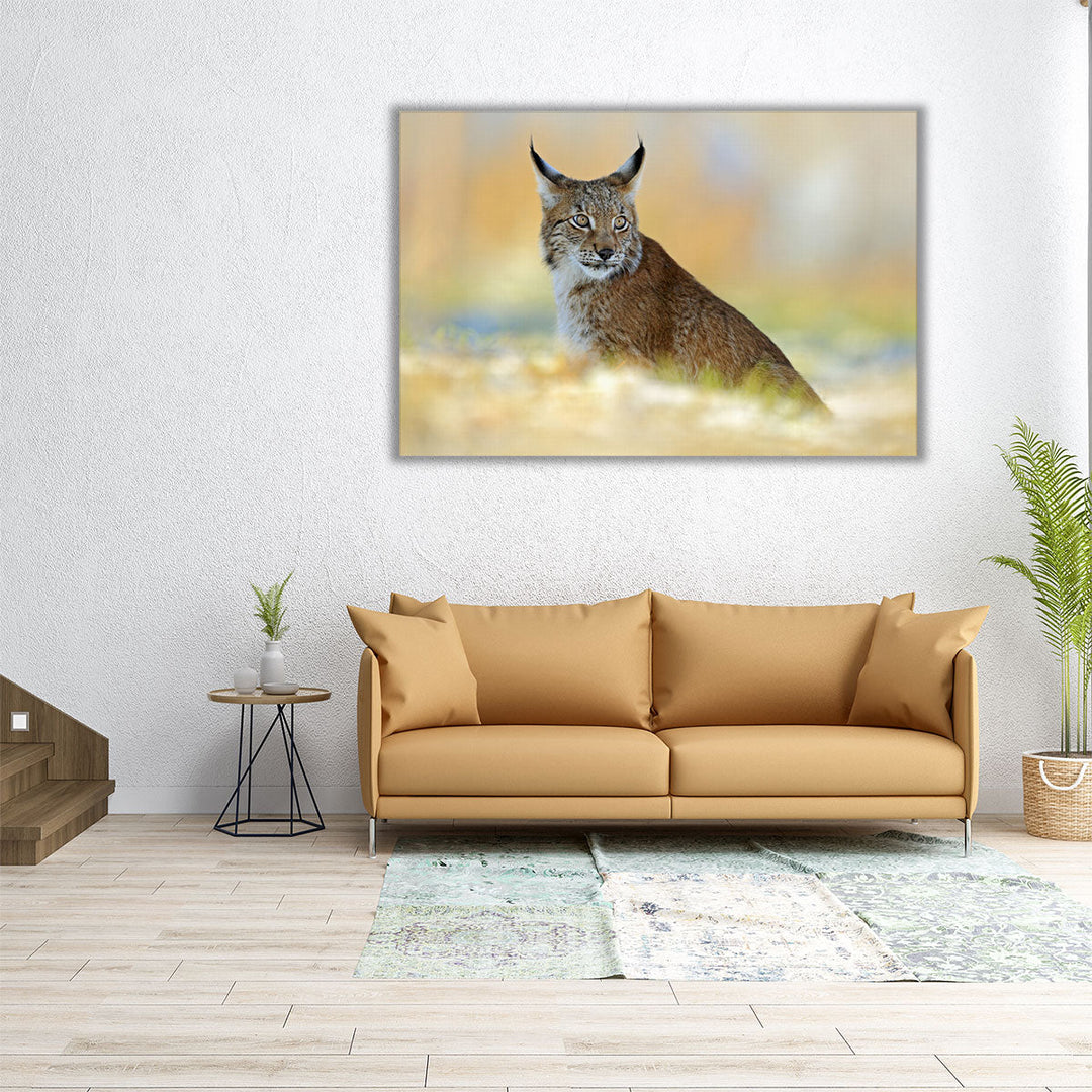 Eurasian Lynx, Wild Cat in Meadow With Rime - Canvas Print Wall Art