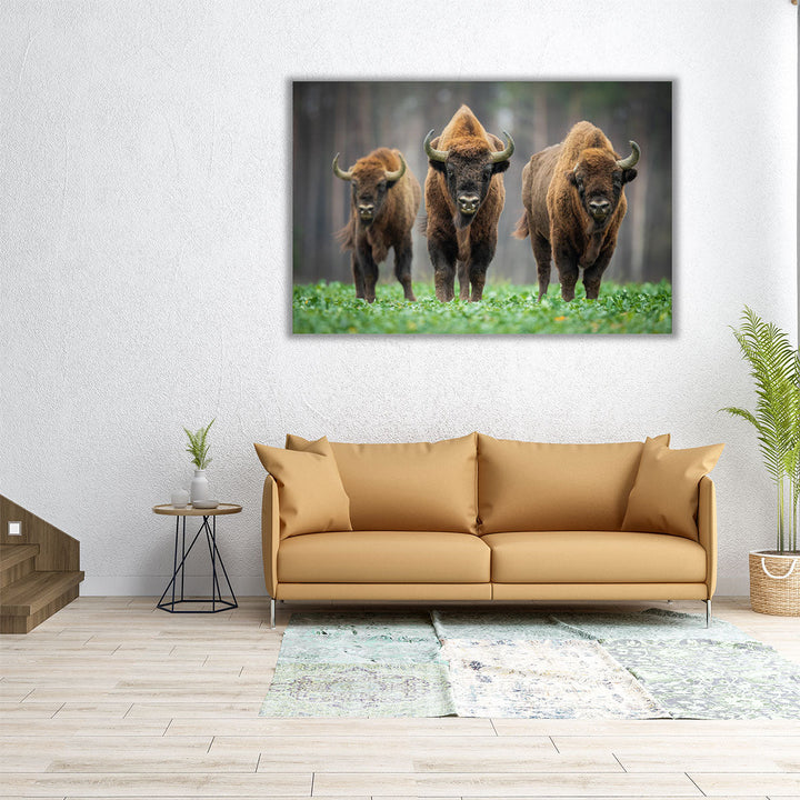 European Bisons in The Knyszyn Forest, Poland - Canvas Print Wall Art