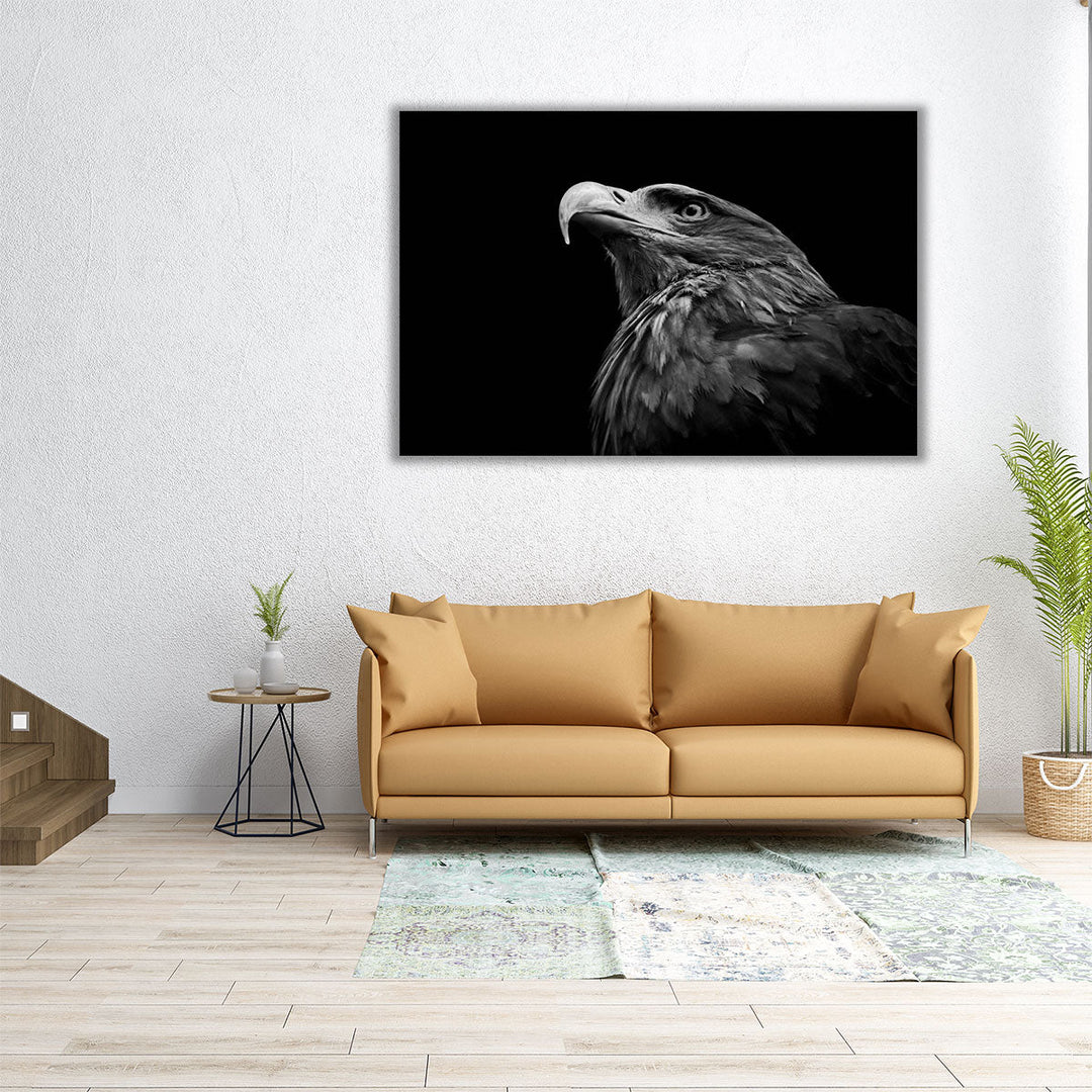 Golden Eagle or Aquila Chrysaetos Isolated on Black Background - Canvas Print Wall Art