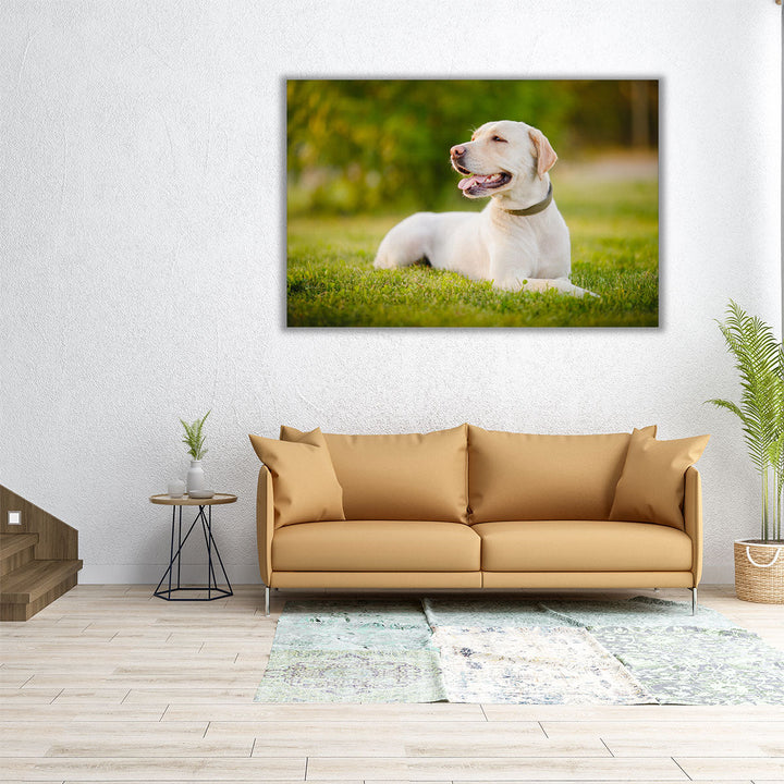 Happy Labrador Dog Sitting Outdoors - Canvas Print Wall Art